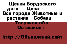 Щенки Бордоского дога.  › Цена ­ 30 000 - Все города Животные и растения » Собаки   . Тверская обл.,Осташков г.